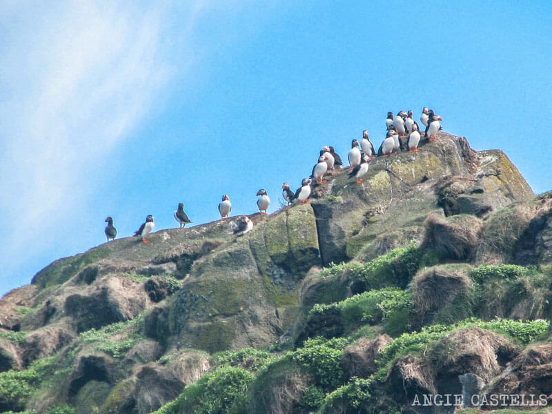Barco North Berwick Excursion desde Edimburgo Puffins en Escocia