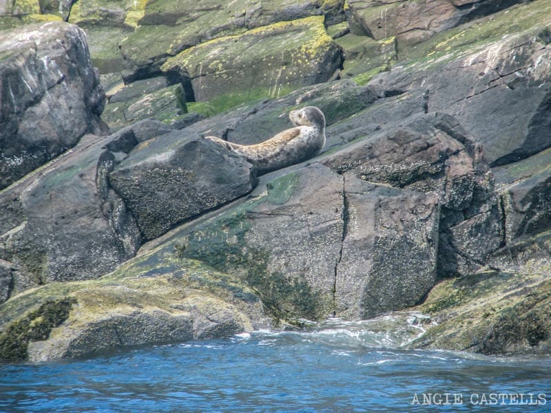 Barco Bass Rock North Berwick Excursion desde Edimburgo