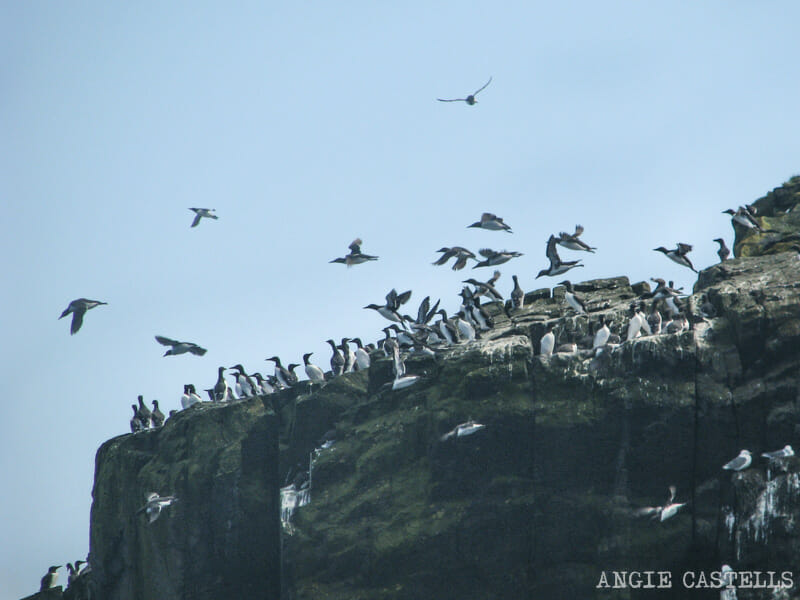Barco Bass Rock North Berwick Excursion desde Edimburgo