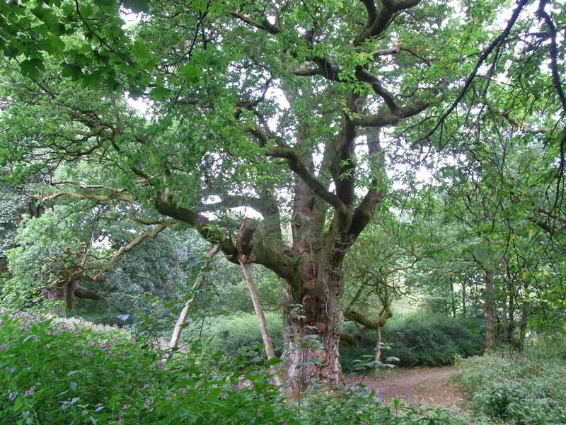 Visitar-Dunkeld-Escocia-Birnam-Oak