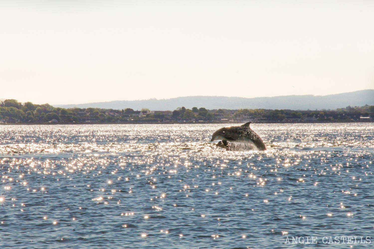 Ver delfines Escocia Chanonry Point excursion desde Inverness